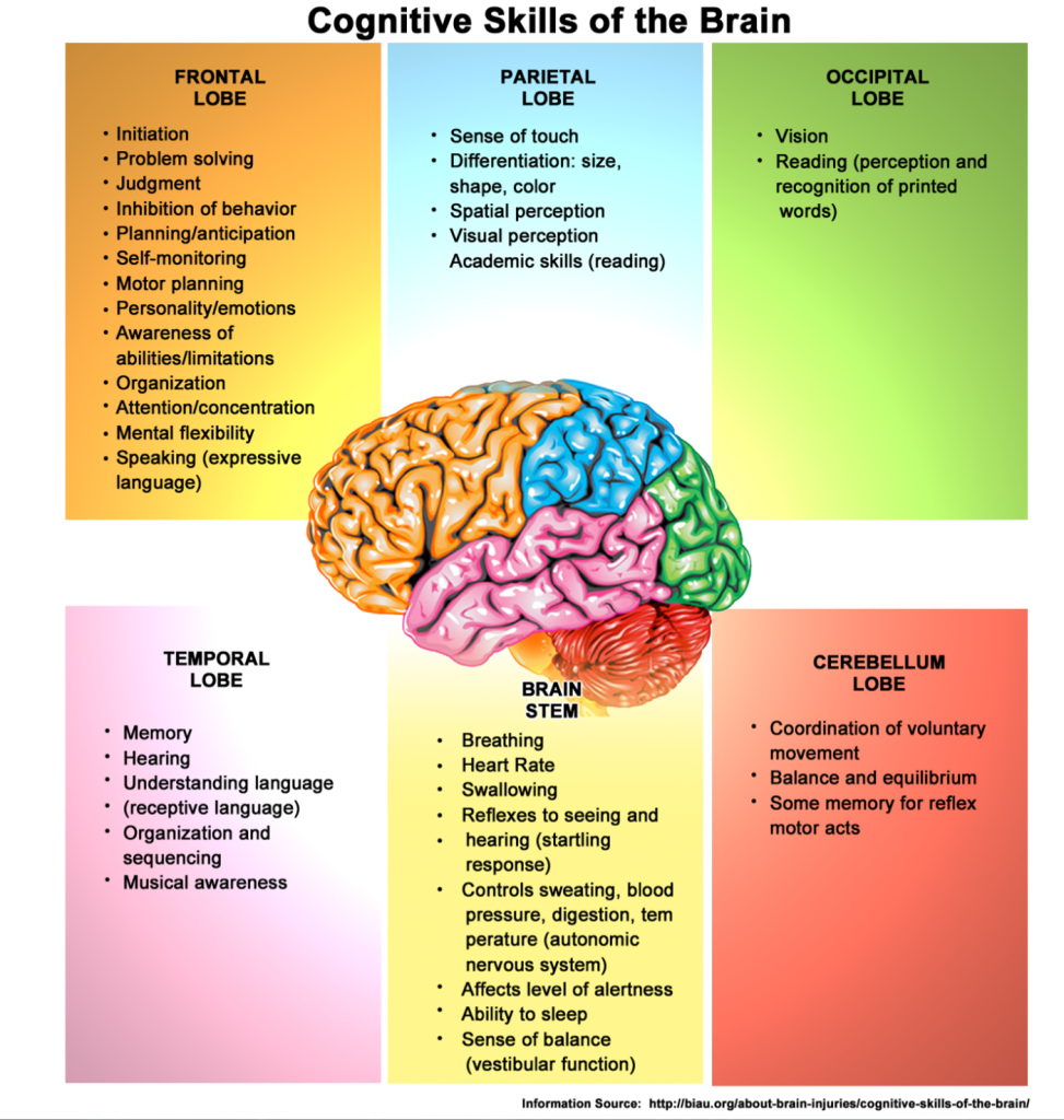 Cognitive Skills of the Brain